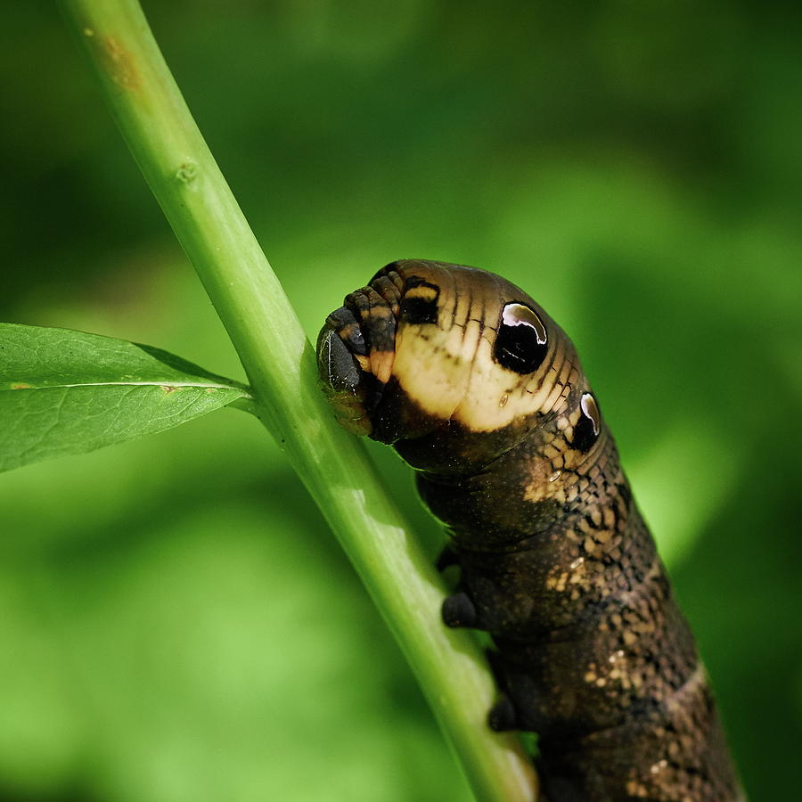 Elephant hawk-moth caterpillar Photograph by Jouko Lehto