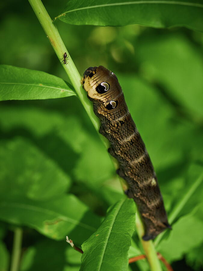 Elephant hawk-moth caterpillar meeting with an ant Photograph by Jouko Lehto