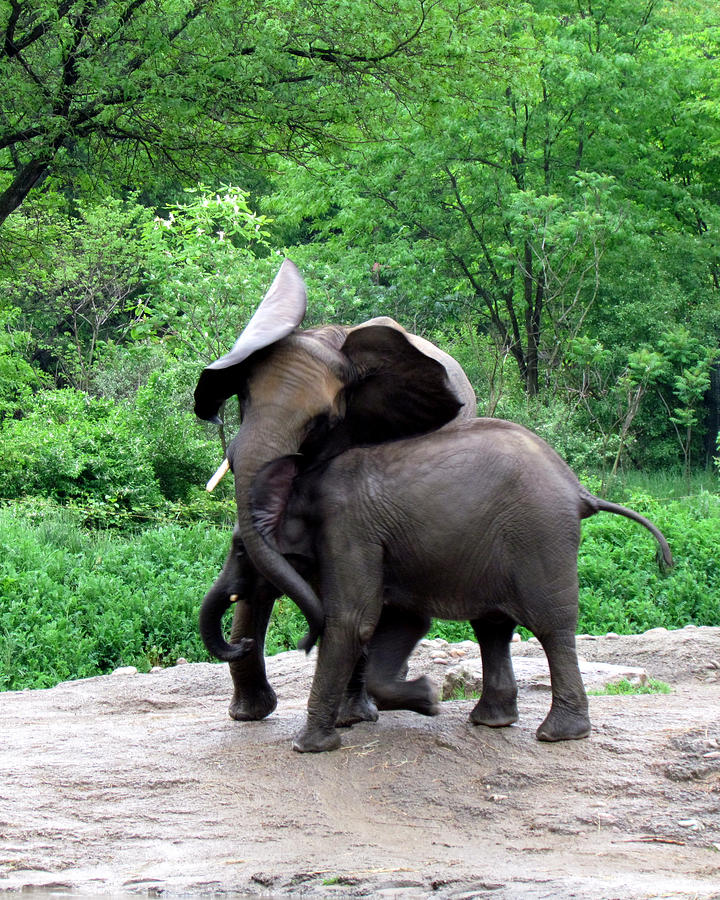 Elephant Head Butt Photograph by George Jones