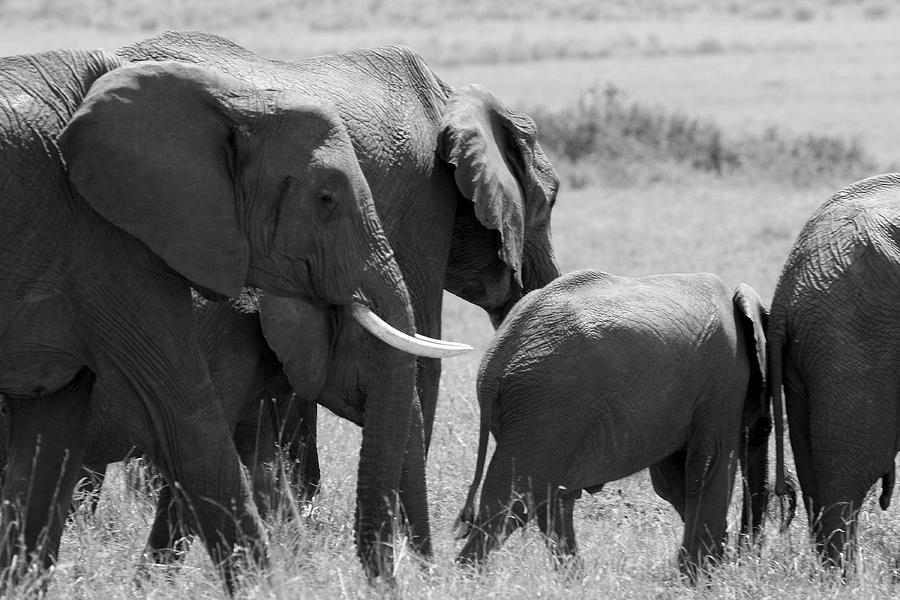 Elephant Herd Photograph by Aidan Moran