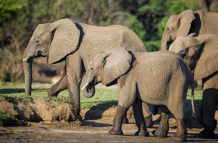 Elephant Herd Photograph by Fran Gallogly