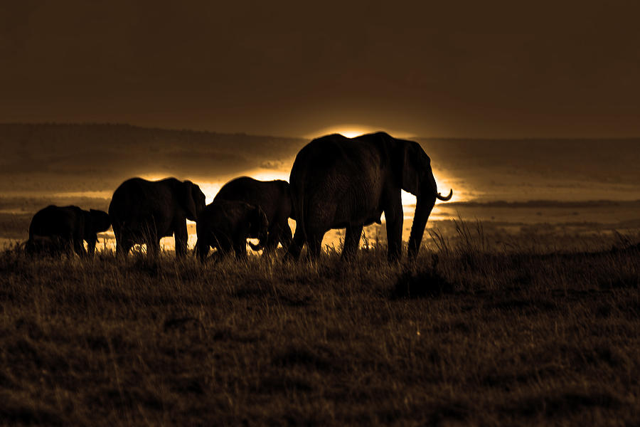 Elephant Herd On The Masai Mara Photograph by Aidan Moran