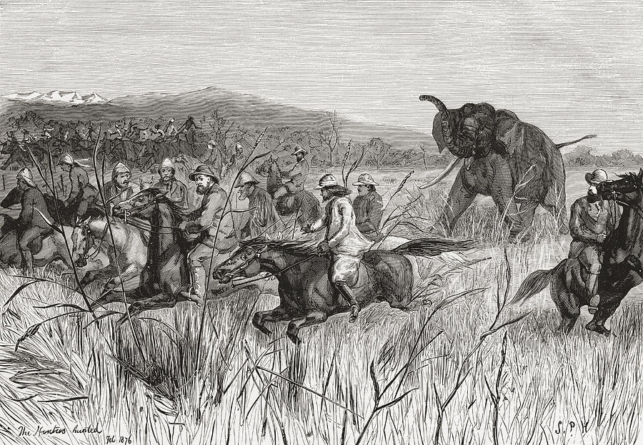 Elephant Hunters In The 19th Century Drawing by Vintage Design Pics ...