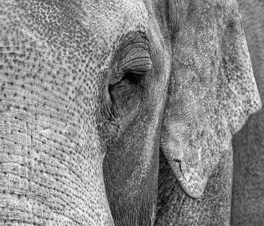 Nature Photograph - Elephant II by Rand Ningali