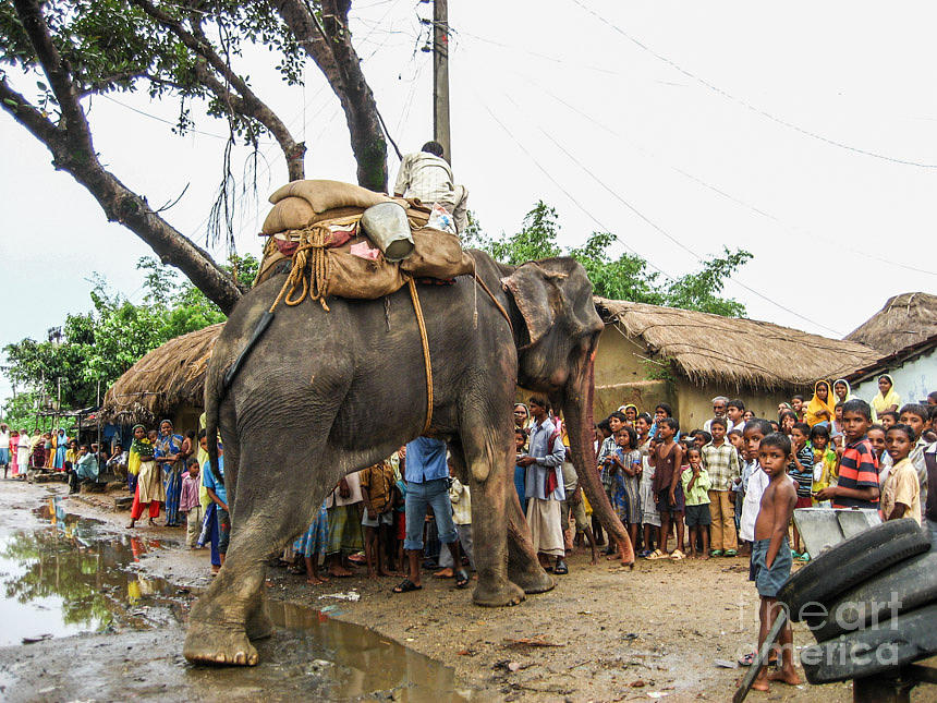 Elephant in captivity Photograph by Vishala Parmasad - Fine Art America