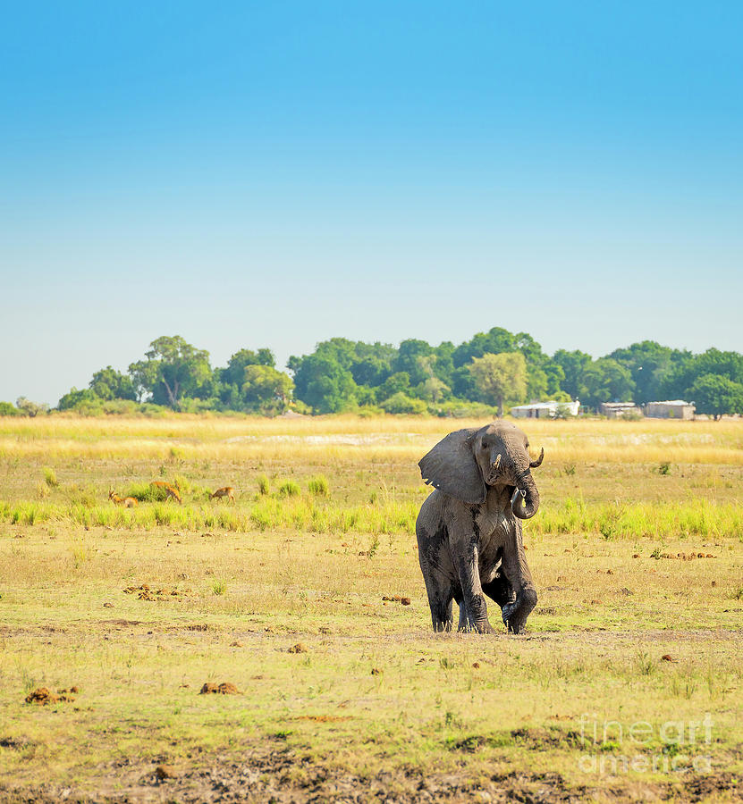 Nature Photograph - Elephant in Chobe National Park Botswana by THP Creative