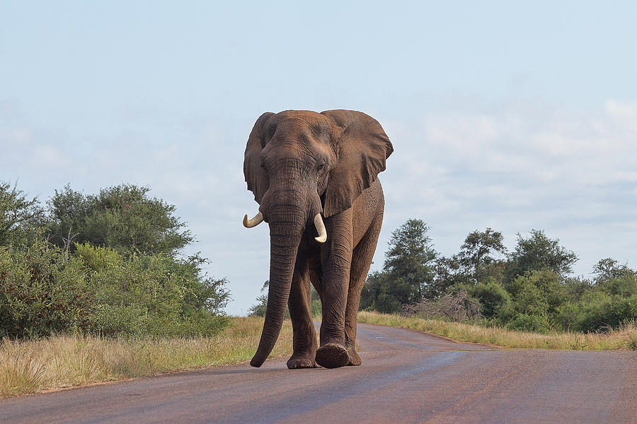Elephant in Kruger Photograph by David Gleeson