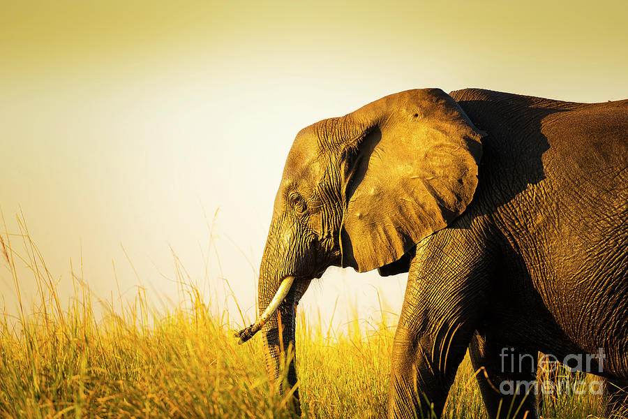 Elephant In Long Grass Photograph by THP Creative - Fine Art America