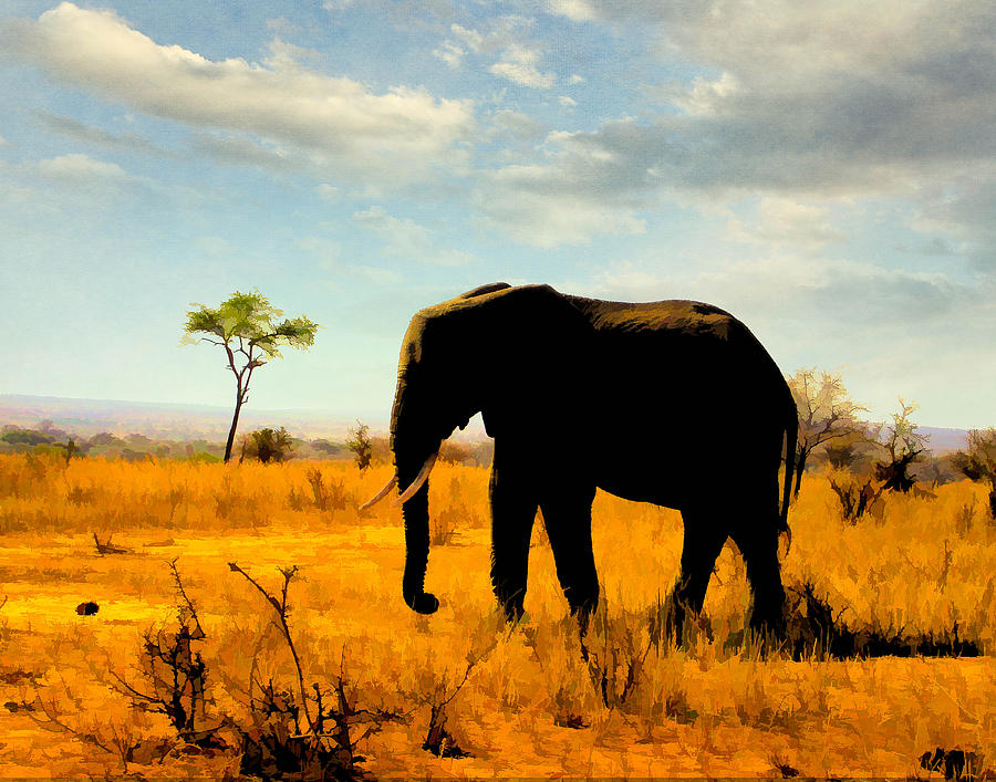 Elephant in Silhouette Photograph by Peggy Blackwell