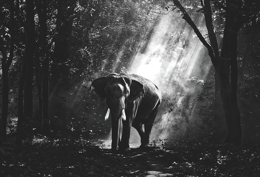 Elephant In The Mist Photograph by Mountain Dreams