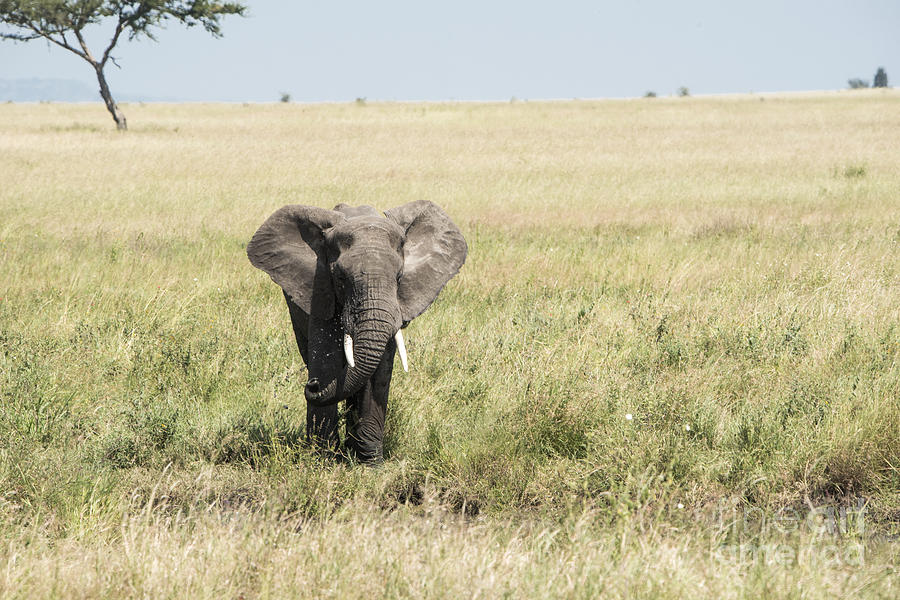 Elephant in the Serengeti Photograph by Pravine Chester