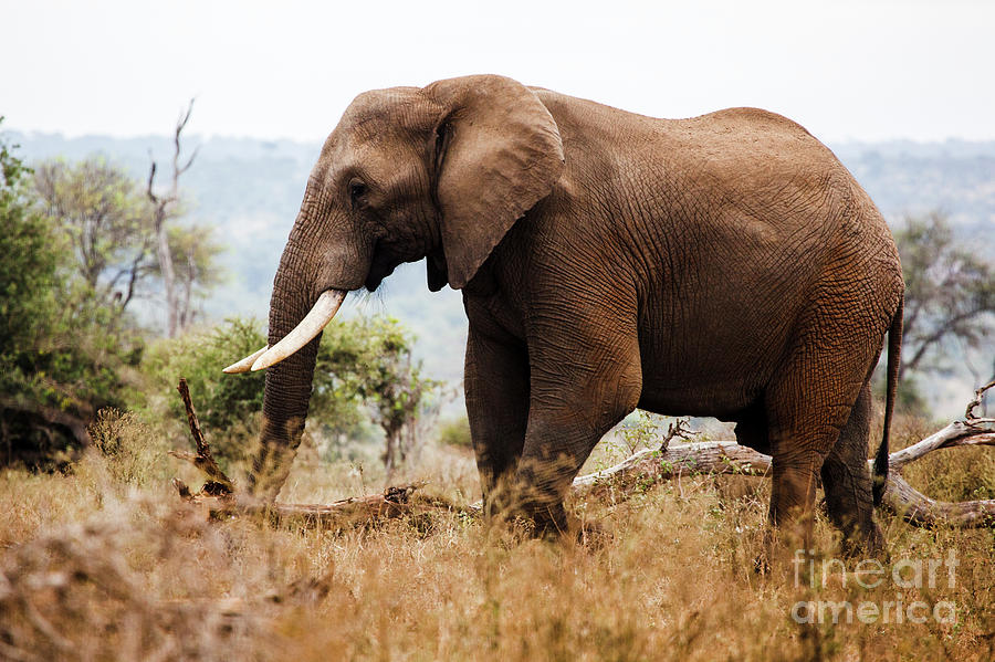 Elephant in the Veld Photograph by Russ Juskalian - Fine Art America