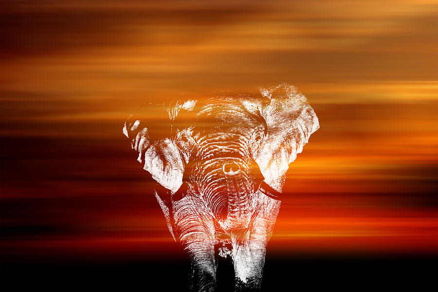 Elephant In White Photograph