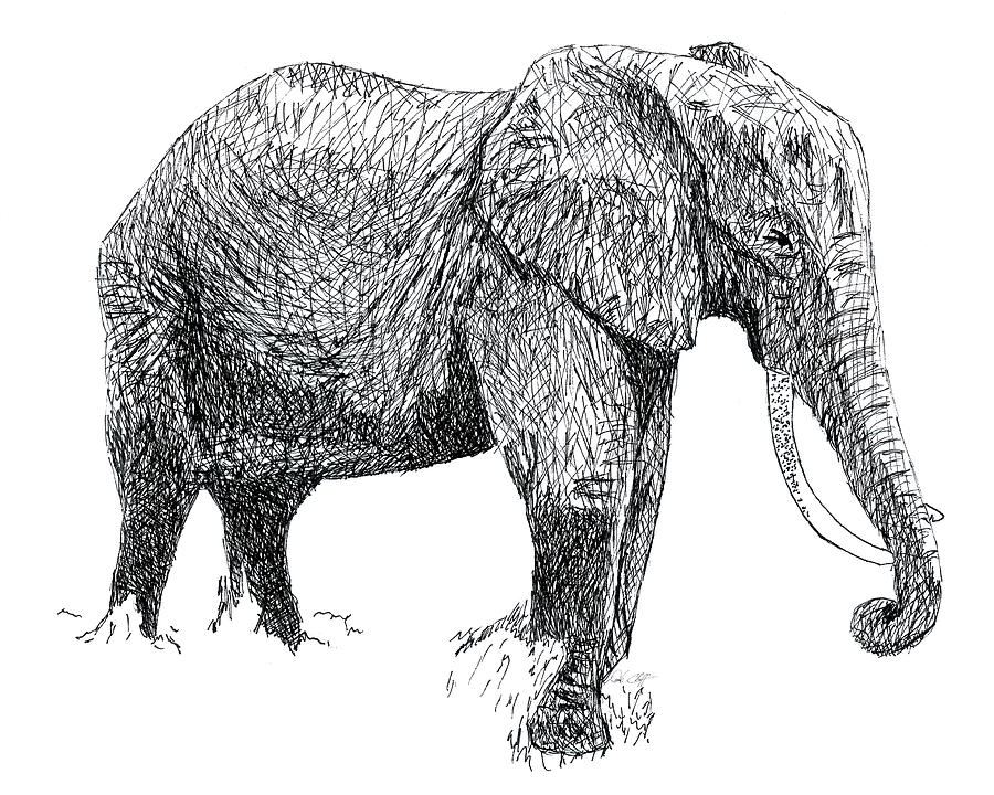 Elephant Ink Drawing Drawing by DSC Arts