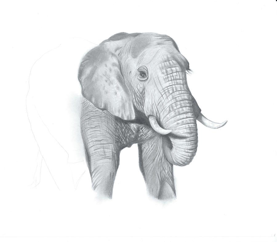 Wildlife Drawing - Elephant Interrupted by Heidi Farrar