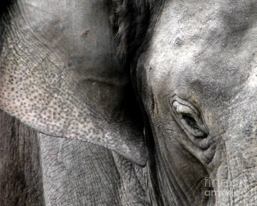 Elephant Photograph by Janelle Tweed