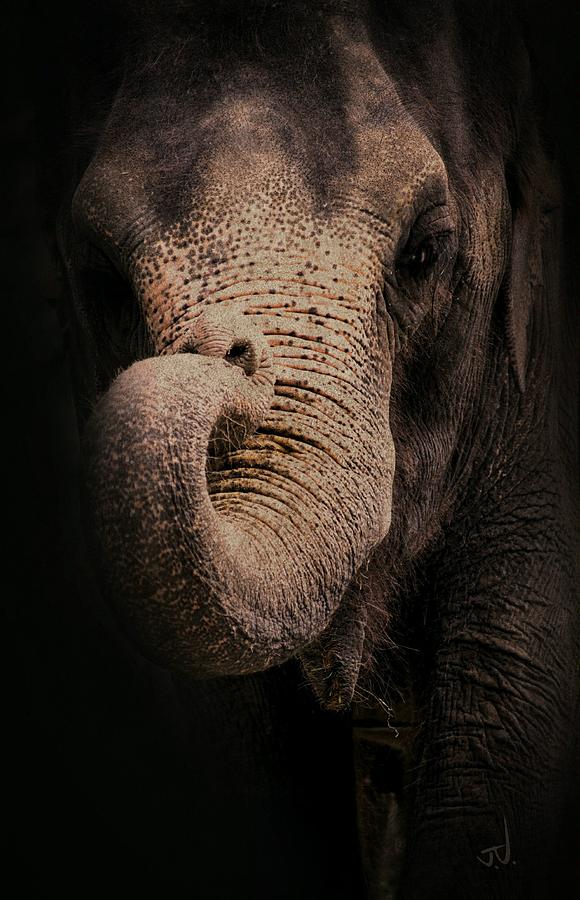 Elephant Photograph - Elephant by Jim Vance