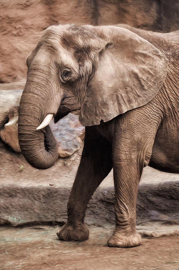 Elephant Photograph by Joan Carroll