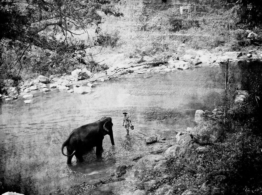 Nature Photograph - Elephant by Julita Pietrzyk