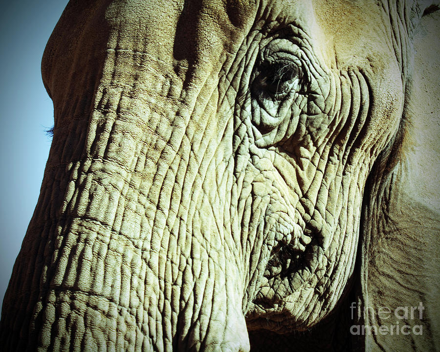 Elephant Photograph - Elephant by Kelly Holm