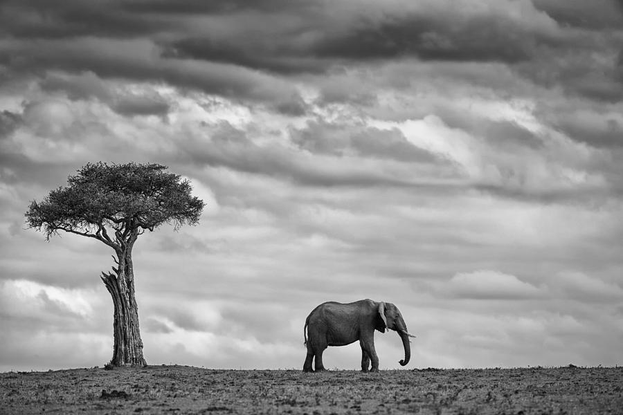 Nature Photograph - Elephant Landscape by Mario Moreno