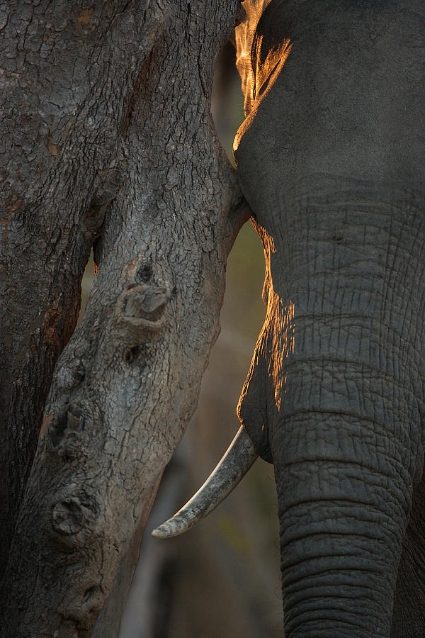 Elephant leaning against a tree Photograph by Johan Elzenga