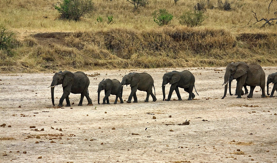 Elephant Line Photograph by Sally Weigand