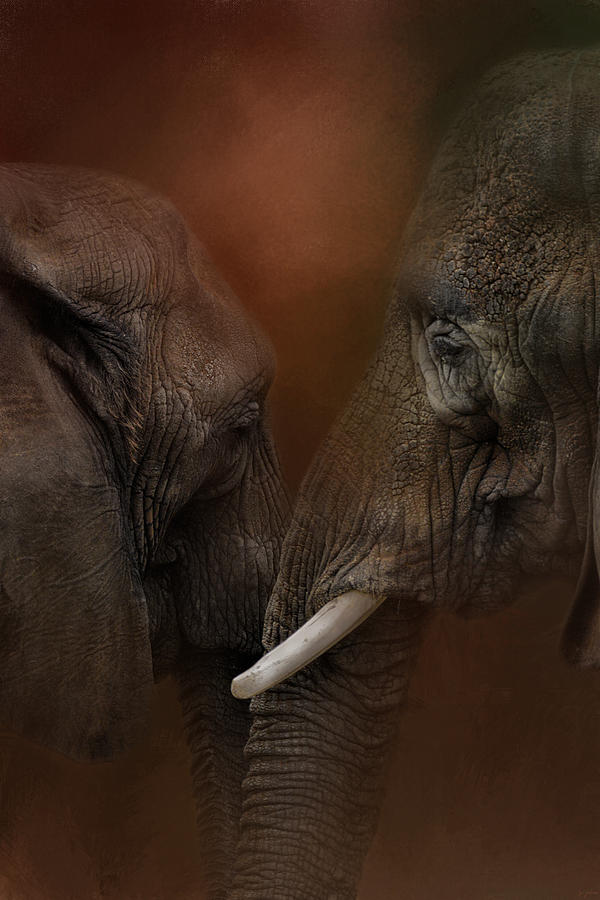 Elephant Love Photograph by Jai Johnson