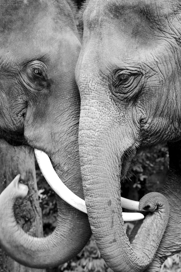 Black And White Photograph - Elephant love by Jeana Shandraw