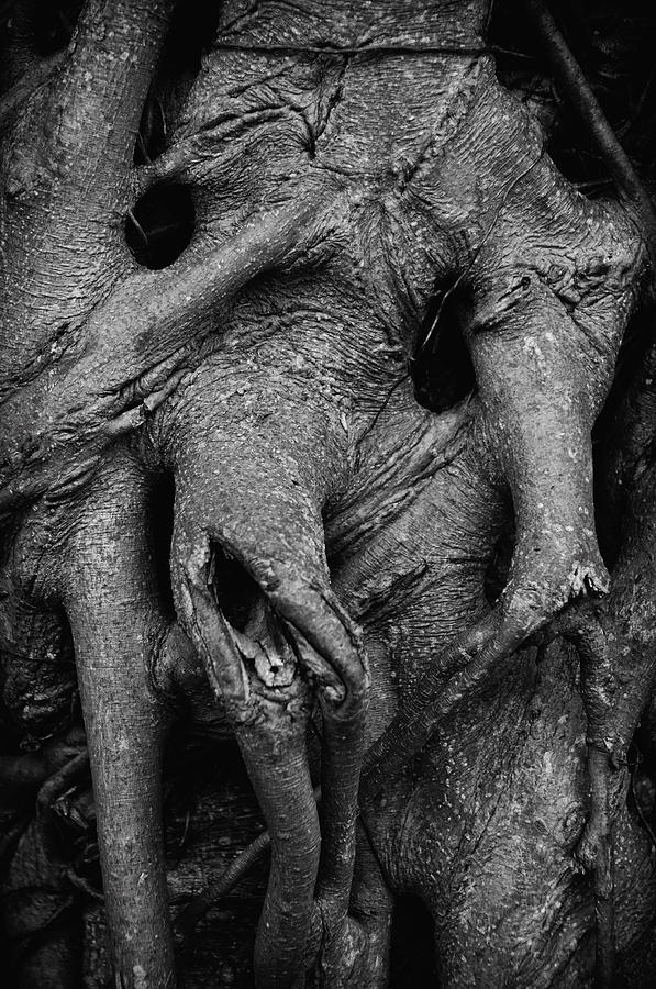 Elephant Man Tree by Michael Raiman Elephant Man Tree by Michael Raiman