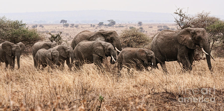 Elephant march Photograph by Bruce Block
