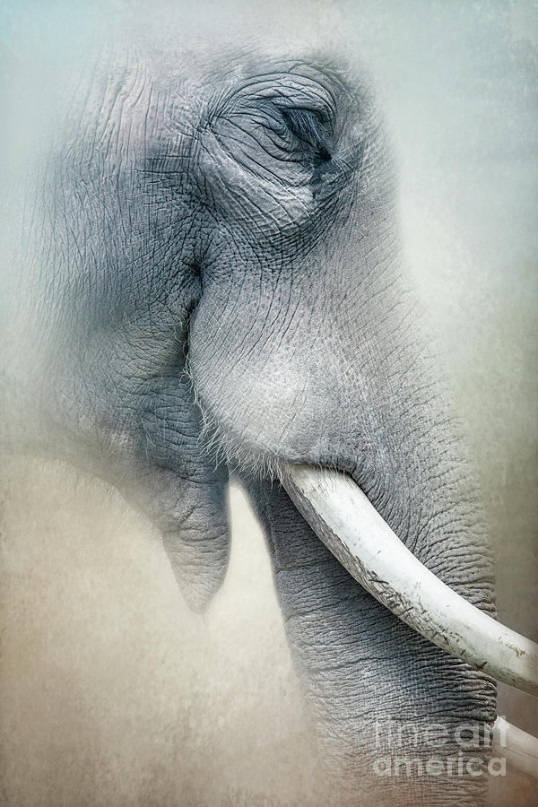 Elephant by Marco Fischer Elephant by Marco Fischer