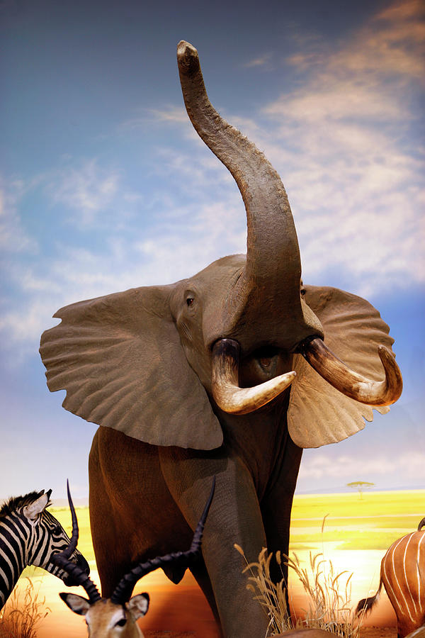 Elephant Photograph by Marilyn Hunt