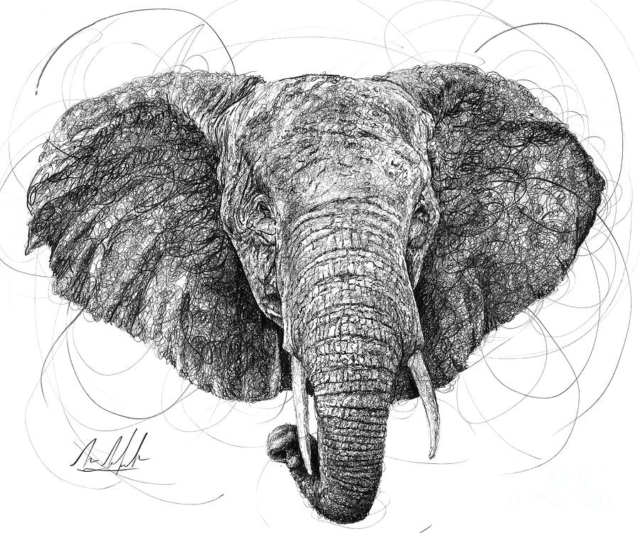 Elephant Drawing by Michael Volpicelli