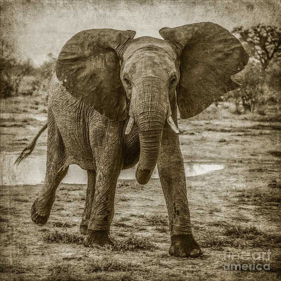 Elephant mock-charging Photograph by Liz Leyden
