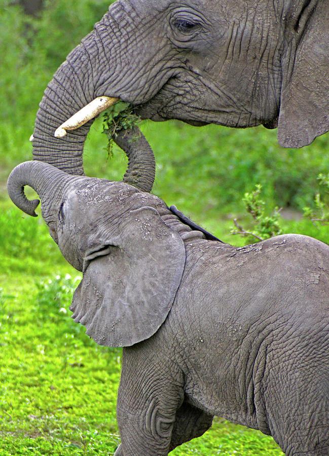 Elephant Mom and Baby Photograph by Dennis Cox WorldViews