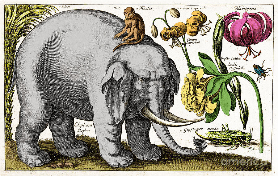 Elephant, Monkey, Flowers, Insects, 1663 Photograph by Science Source