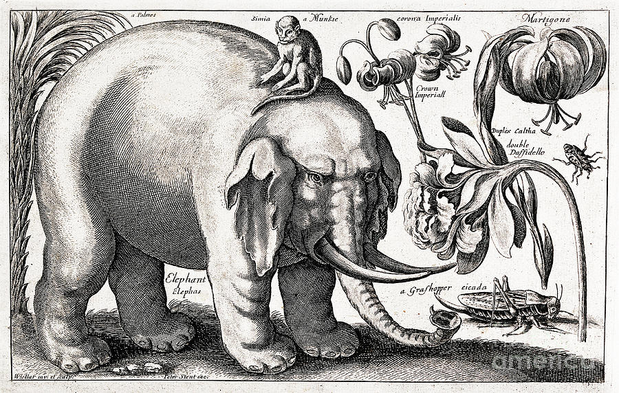 Elephant, Monkey, Flowers, Insects, 1663 Photograph by Wellcome Images