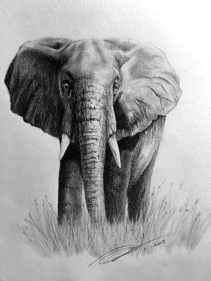 Elephant Drawing by Myra Naito