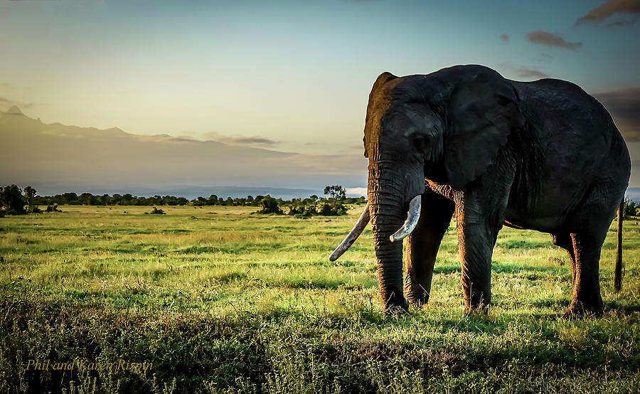 Animal Photograph - Elephant near Mt Kenya by Phil And Karen Rispin