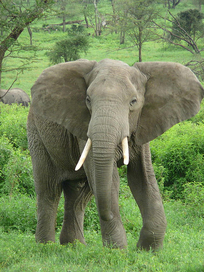 Elephant near Ndutu Photograph by Ellen Henneke