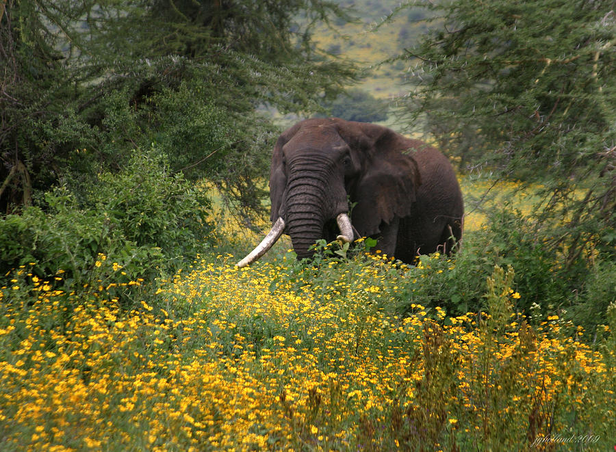 Elephant of the Crater Photograph by Joseph G Holland
