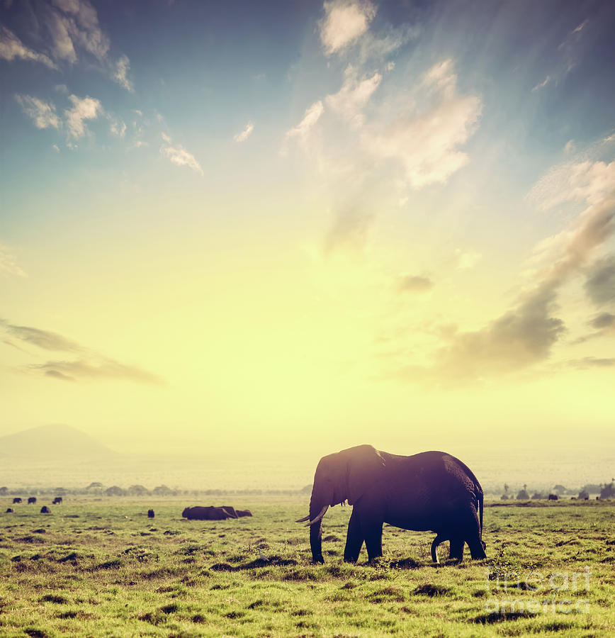 Elephant on African savanna at sunset. Safari in Amboseli, Kenya, Africa Photograph by Michal Bednarek