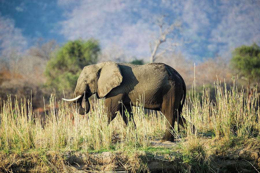 Elephant on the Zambezi Photograph by Fran Gallogly