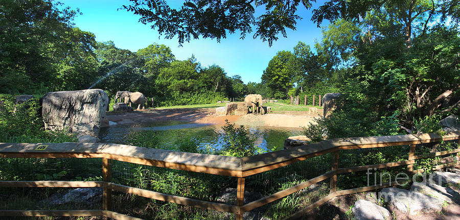 Mammal Photograph - Elephant Pano - KC Zoo by Gary Gingrich Galleries