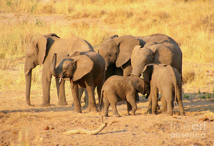 Elephant Party Photograph by Bruce Block
