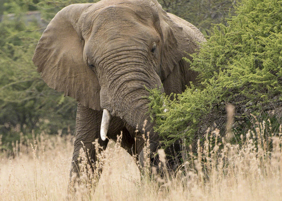 Elephant Photograph by Patrick Kain