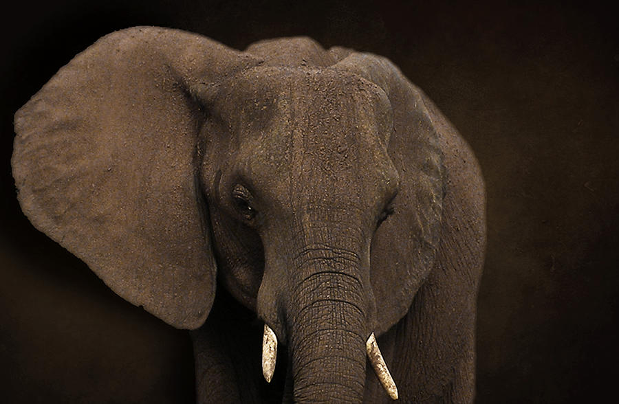 Elephant Photograph