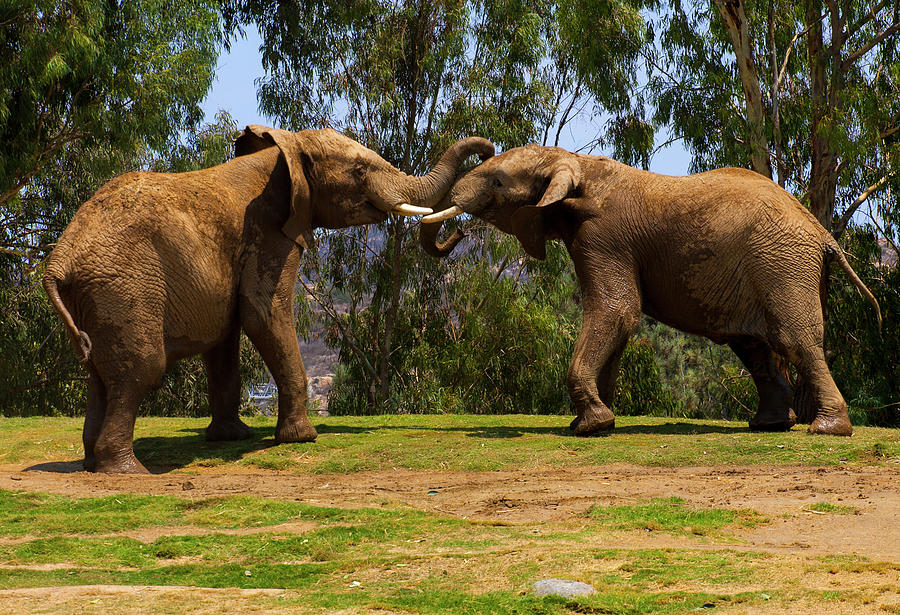 Elephant Play 3 Photograph by Anthony Jones