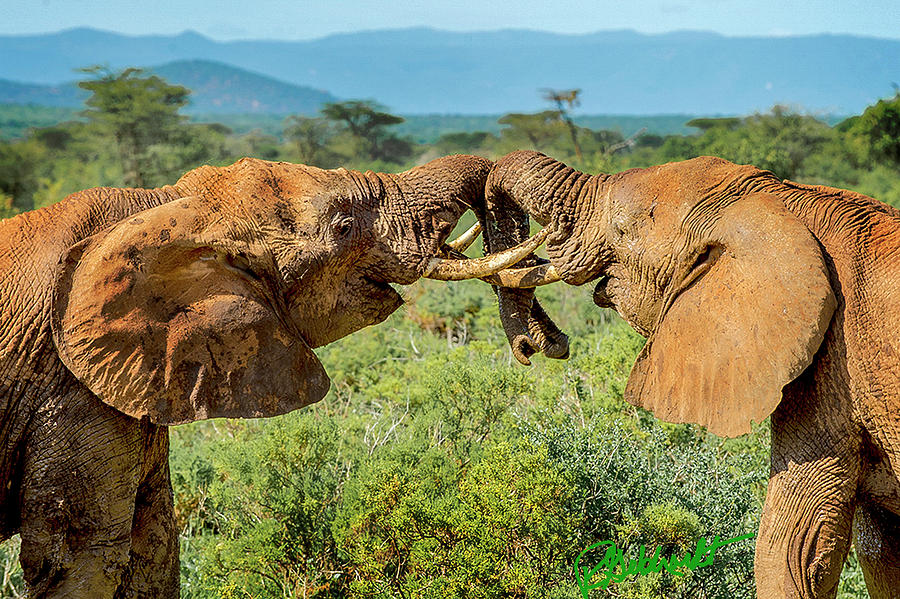 Elephant Play Fighting Photograph by Randy Gebhardt